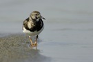 Steinwälzer (Arenaria interpres)