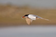 Flussseeschwalbe (Sterna hirundo)