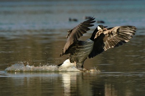 Kanadagans beim Landen (Branta canadensis)