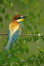 Merops apiaster in D