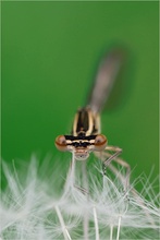 ^^ Pusteblume ^^