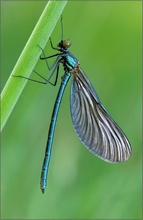 Blauflügel-Prachtlibelle Calopteryx virgo