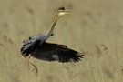 Purpurreiher (Ardea purpurea)