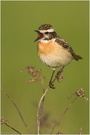 Braunkehlchen beim Gesang