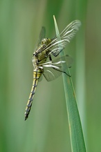 Großer Blaupfeil (Weibchen)