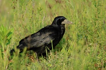 Corvus frugilegus