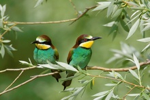 Bienenfresser (Merops apiaster)