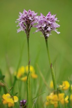 Dreizähniges Knabenkraut - Orchis tridentata