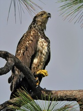 Weißkopf-Seeadler