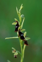 Fliegen-Ragwurz (Ophrys insectifera)