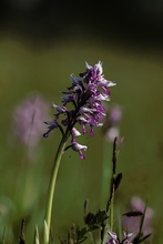 Helm-Knabenkraut (Orchis militaris)