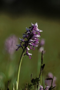 Helm-Knabenkraut (Orchis militaris)