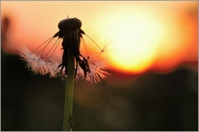 Löwenzahn (Taraxacum)