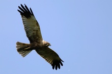 Flugfoto Rohrweihe