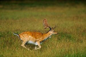 Damhirsch mit Bastgeweih.