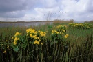 Sumpfdotterblumen (Caltha palustris) am Lauwersmeer