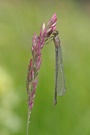 Libelle beim Zwischenhalt