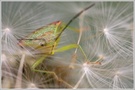 ~ Star ~
