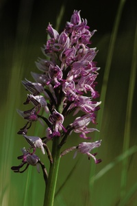 Helm-Knabenkraut (Orchis militaris) II