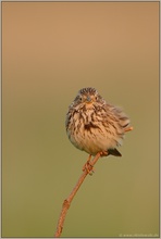 kurz vor'm platzen... Grauammer *Emberiza calandra*