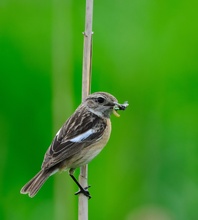 Schwarzkehlchen (Saxicola torquata)