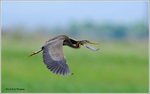 Purpurreiher (Ardea purpurea)