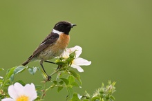 Schwarzkehlchen  (Saxicola torquata)