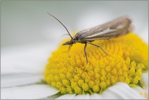 ~ Crambus lathoniellus ~