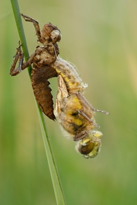 Die Geburt der Libelle