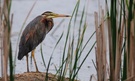 Purpurreiher (Ardea purpurea)