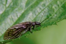 ~Schlammfliege~