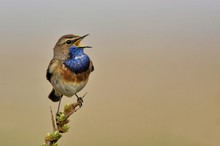 Blaukehlchen (Luscinia svecica)