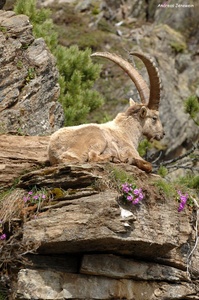 Steinbock im Kaunertal