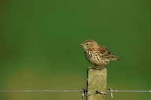 junger-Wiesenpieper-(Anthus-pratensis)