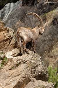 Steinbock Nr. 2