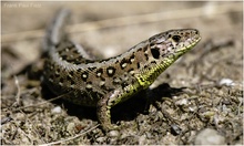 Zauneidechse in der Wahner Heide