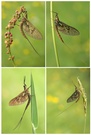 Imago - Subimago