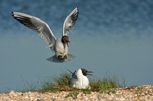 Lachmöwe im Anflug