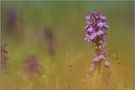 helle Farbvariante... Kleines Knabenkraut *Orchis morio*