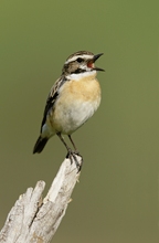 Braunkehlchen (Saxicola rubetra)