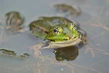 Teichfrosch