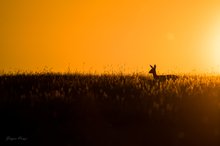 Reh im Sonnenuntergang