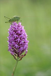 Zartschrecke auf Spitzorchis