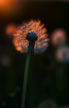 glühende Pusteblume