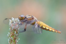 Plattbauch (Libellula depressa)