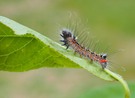 Raupe des Schwans (Euproctis similis)