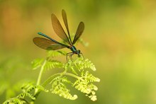 Frische Blauflügel-Prachtlibelle auf jungem Farn