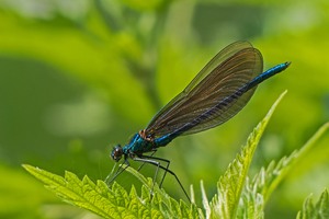 Junges Männchen der Blauflügel-Prachtlibelle.