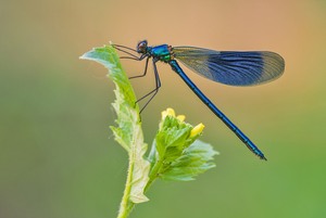 Gebänderte Prachtlibelle