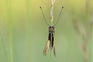 Auf der Schmetterlingswiese